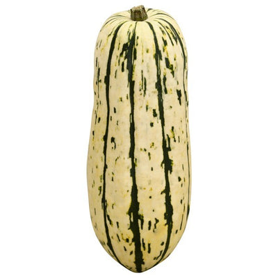 Squash, Delicata