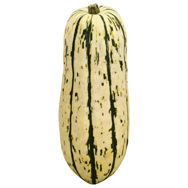 Squash, Delicata