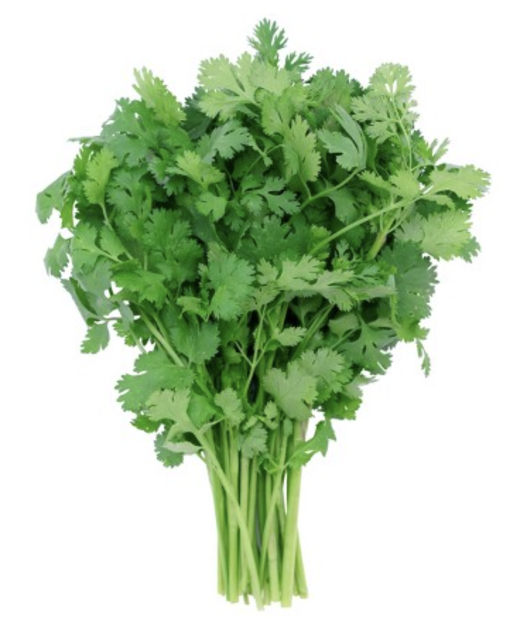 Cilantro 30ct| Fresh