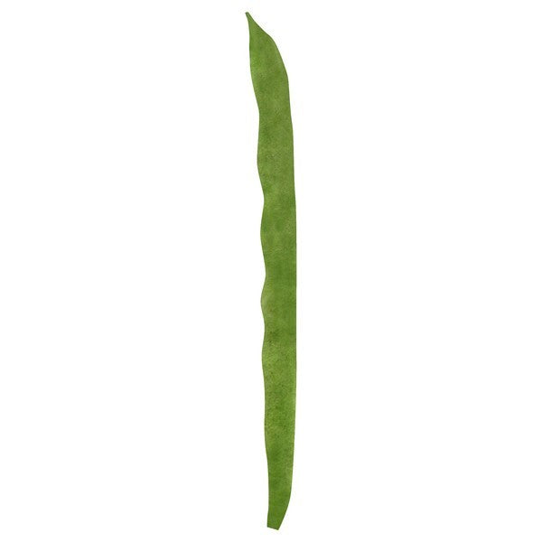 Pole Bean