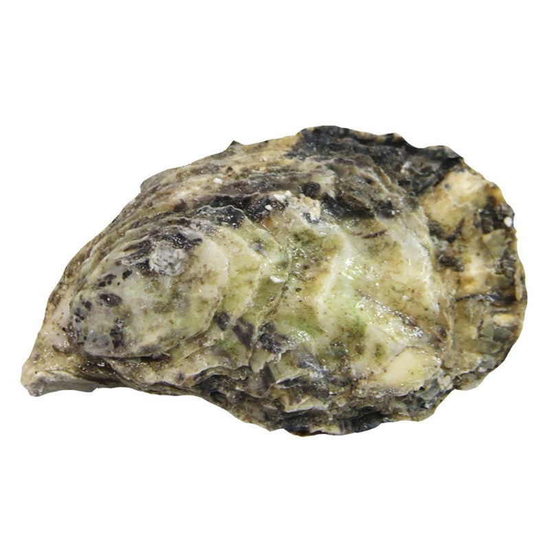 Oyster East Coast Barachois | Fresh