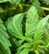 Baby Hemp Greens
