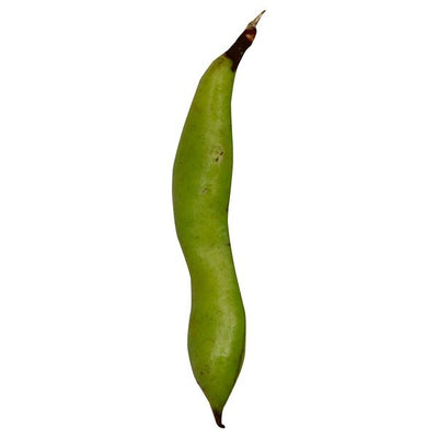 Bean, Broad