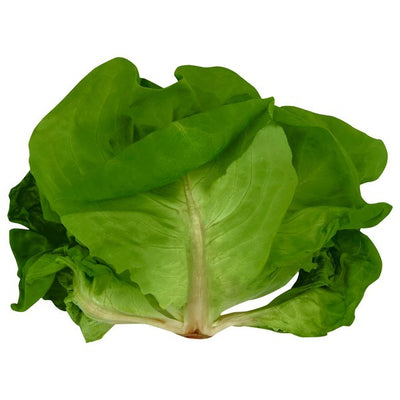 Lettuce, Hydroponic