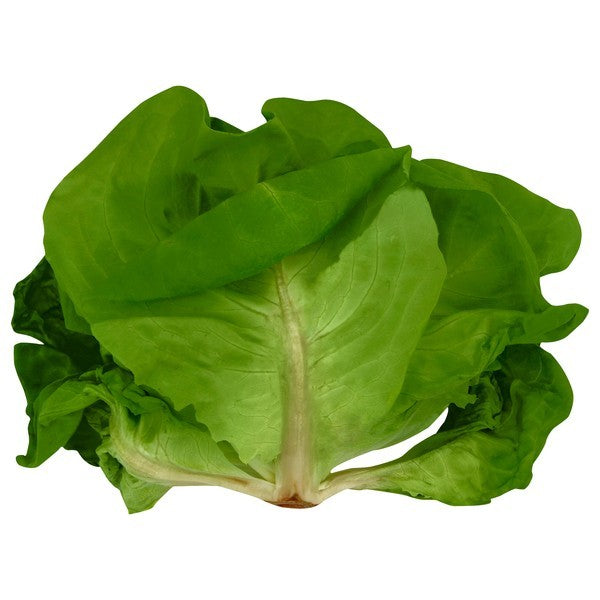 Lettuce, Hydroponic