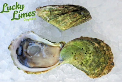 Oyster Lucky Limes | East Coast