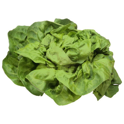 Butterhead Lettuce, Organic