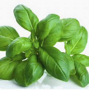 Basil 1# | Fresh
