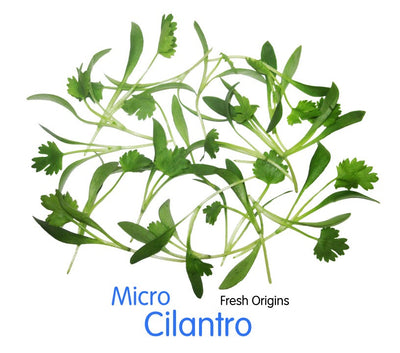 Micro Cilantro 8oz