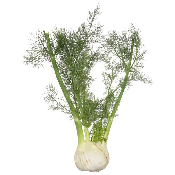 Fennel, Organic