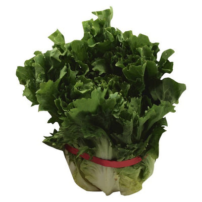 Endive