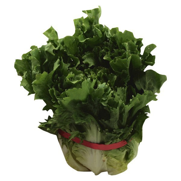 Endive