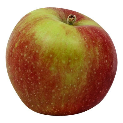 Apple, Macoun