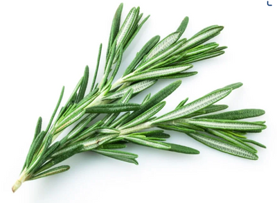 Rosemary | Fresh