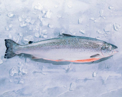 Kvarøy Whole Salmon