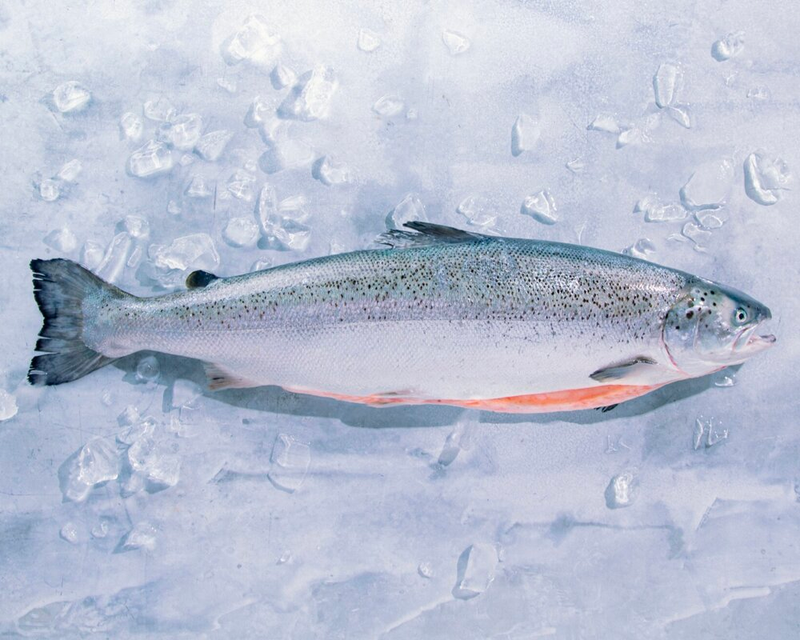 Kvarøy Whole Salmon