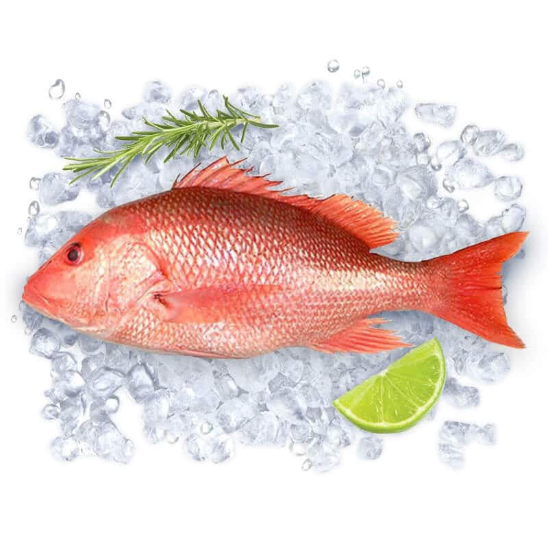 Red Snapper 2-4 LB