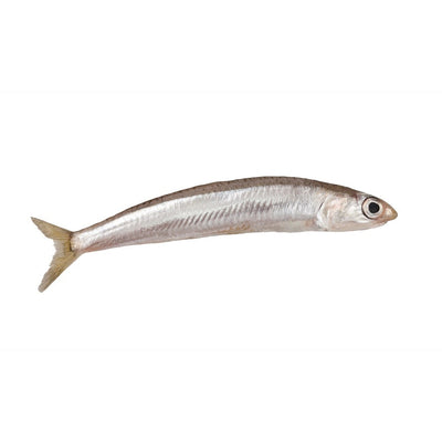 Silverside Smelts
