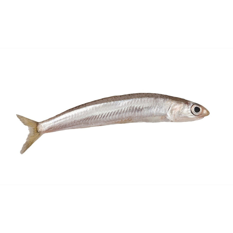Silverside Smelts
