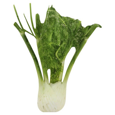 Fennel